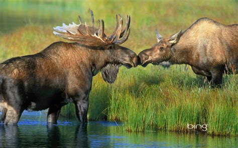 Pair Of Moose Near Wonder Lake In Denali National Park