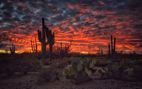 Tucson Arizona Sunset Flaming Sky Desert Landscape With