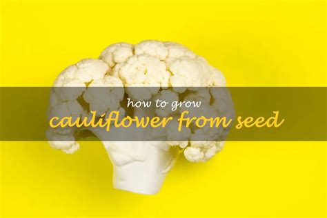How To Grow Cauliflower From Seed Shuncy