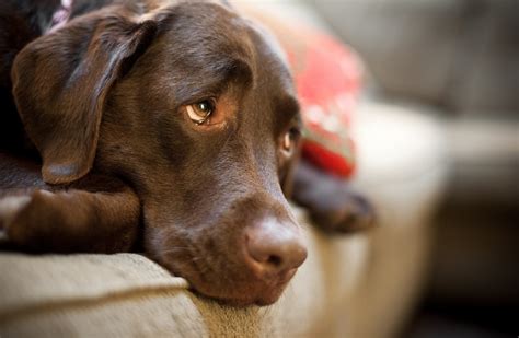 Dogs May Have Evolved Puppy Dog Eyes To Communicate With Humans