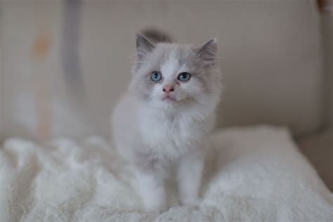 He has already received his. Blue Mink Bicolor | Crazy cats, Ragdoll kittens for sale ...