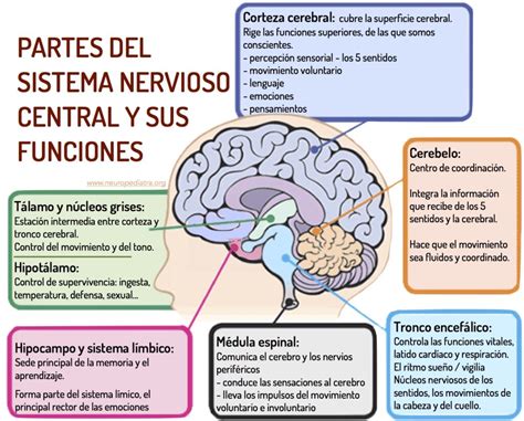 Cuadros Comparativos Del Sistema Nervioso Y Endocrino Cuadro Comparativo