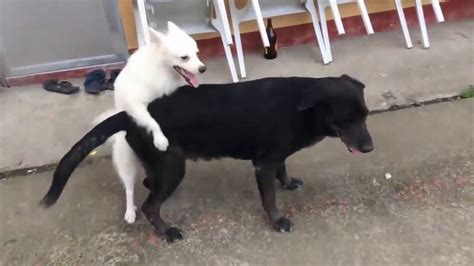 Pin On Dog Cat