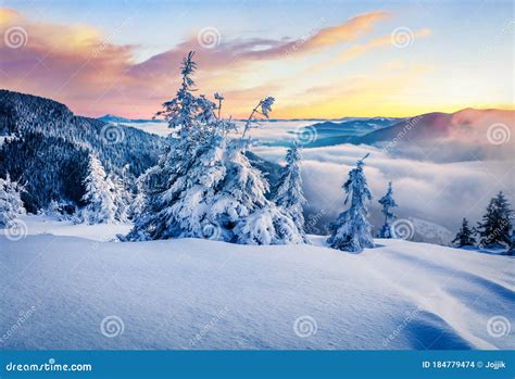 Frosty Winter Sunrise In Carpathian Mountains With Snow Covered Fir