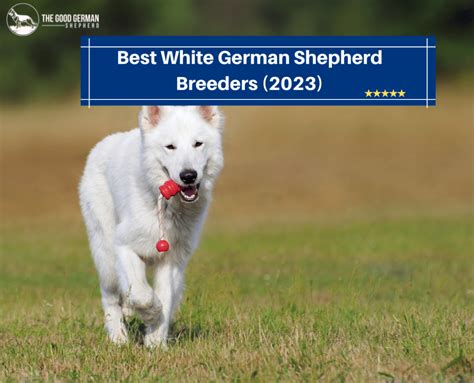 6 Best White German Shepherd Breeders 2023 The Good German Shepherd