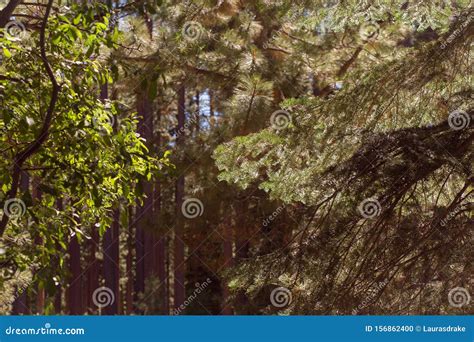 Sun Filled Pine Tree Forest At Tahoe National Forest In South Lake