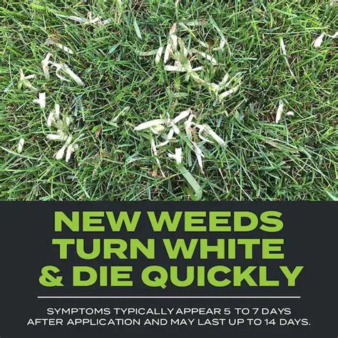 Does Tenacity Really Kill Crabgrass Experts Weigh In My Heart Lives