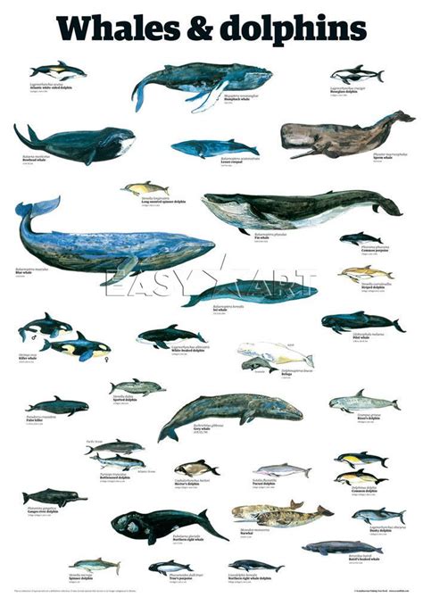 Types Of Whales List With Pictures Rwanda 24
