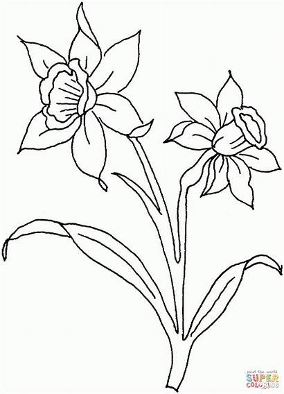 Printable Daffodils Daffodil Coloring Flowers