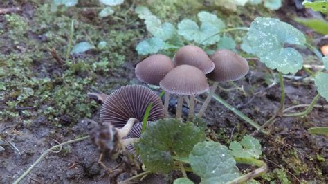 Michigan Mushroom Find Possible Psilocybes Wild