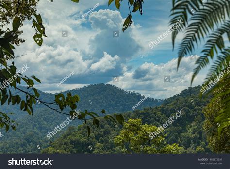 Jungle Trees North Sumatra Gunung Leuser Stock Photo 1885272931