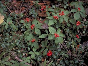 Plant Images: Cornus canadensis | Wild plants, Native plants, Woodland ...