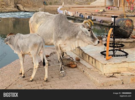 White Brahman Cow Calf Image And Photo Free Trial Bigstock