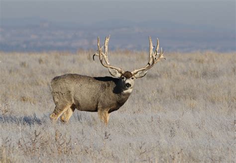 Big Mule Deer Buck By Earl Nelson Ubicaciondepersonascdmxgobmx