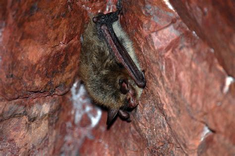 Northern Long Eared Bat Near Ely Mn 2014 Photo By Jill Flickr