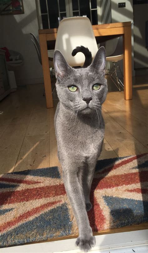 Disini kami akan sedikit mengupas fitur serta fungsi agar kalian lebih dapat memahaminya. This stately Russian blue cat leaves its commanding ...