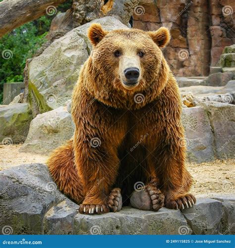 Grizzly Brown Bear Sitting On Top Of Some Rocks Stock Image Image Of