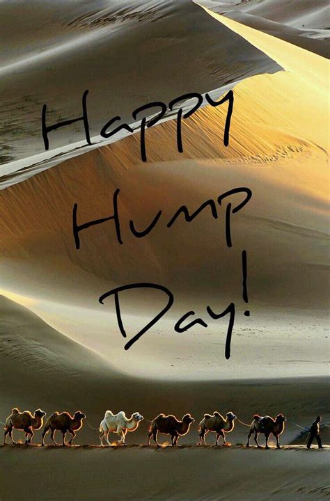 Happy Hump Day Image With Camels Pictures Photos And