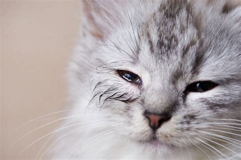 Cat Eye Infection Symptoms Causes And Treatment Dutch