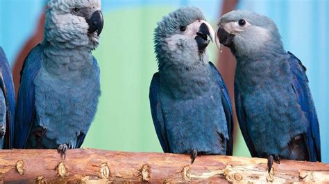 Blue Bird From Rio Now Extinct In The Wild