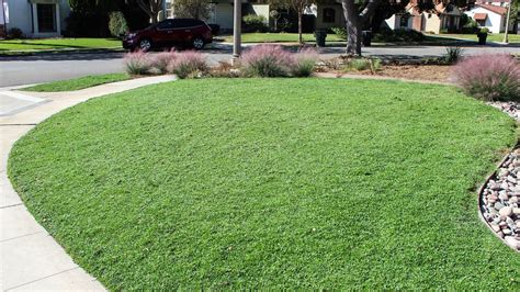 Kurapia Drought Tolerant Ground Covergrass Alternative Lawn