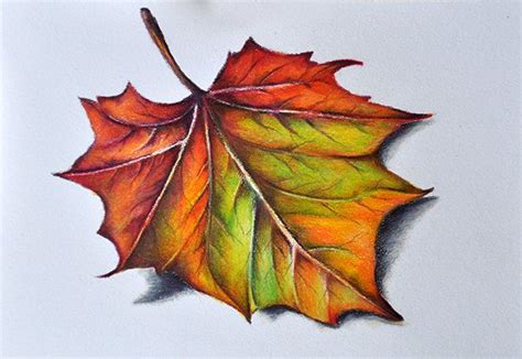 Leaf Color Pencil Drawing Bestpencildrawing