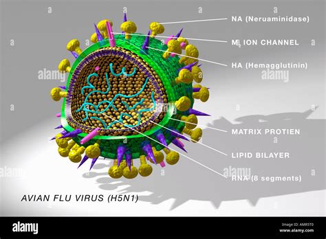 Diagram Of Avian Flu Virus Stock Photo Alamy
