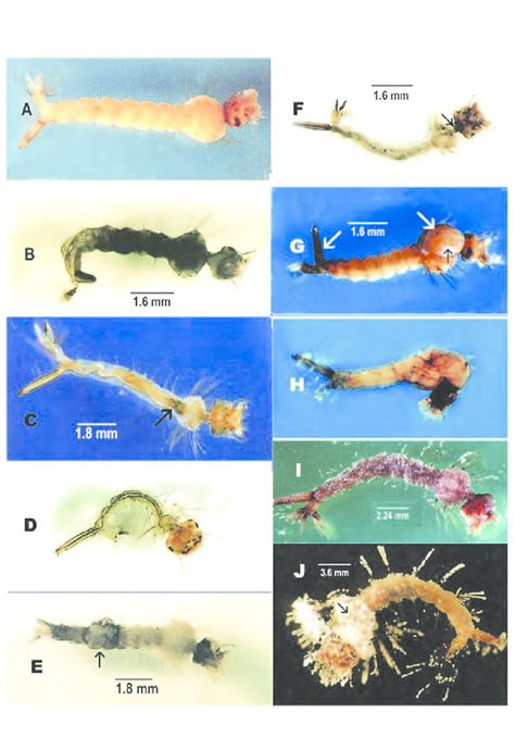 Morphological Abnormalities Of Mosquito Larvae A Normal Larva B Download Scientific Diagram