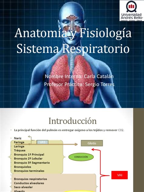 Anatomía Y Fisiología Sistema Respiratorio Pulmón Sistema Respiratorio