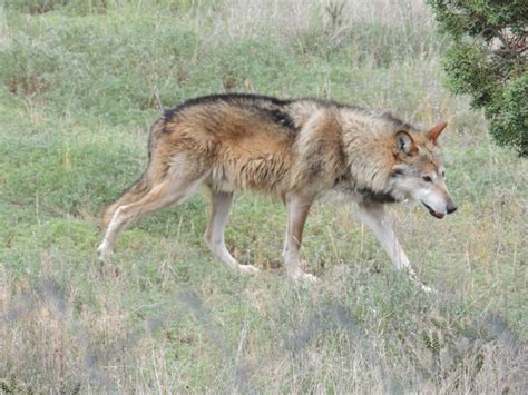 Rewilding The Wolf In Texas A Beautiful Notion The Wandering Naturalist