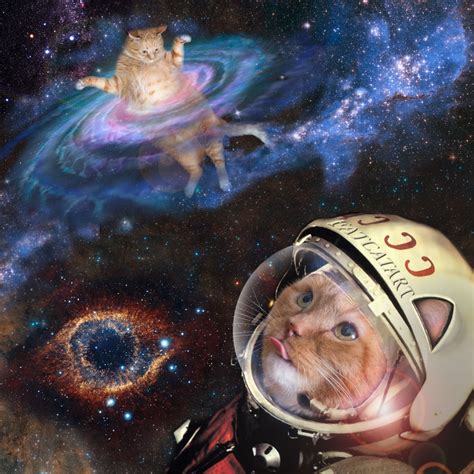 Коты первые в космосе