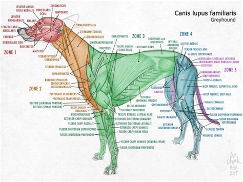 Where Are Lymph Nodes Located On Dogs Ogowa