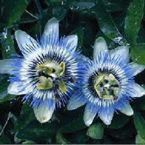 Passiflora Caerulea Blue Hardy Passion Flower 10seeds Etsy