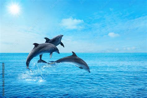 Beautiful Bottlenose Dolphins Jumping Out Of Sea With Clear Blue Water