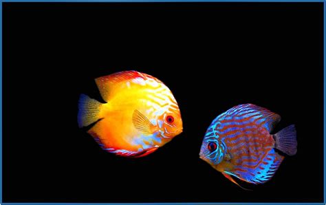 Amazing Aquarium Hd Screensaver Download Screensaversbiz