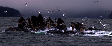 Whale Watching Tour Prince Rupert Adventure Tours