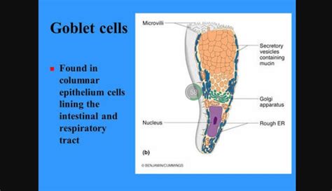 Location Of Goblet Cell