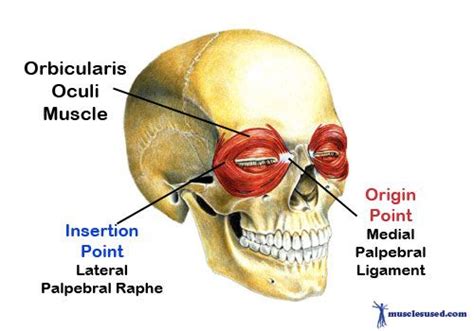 Pin On Muscles Of The Face