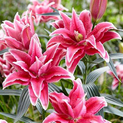 Buy Lily Bulb Lilium Roselily Thalita Dl04992 Pbr Delivery By