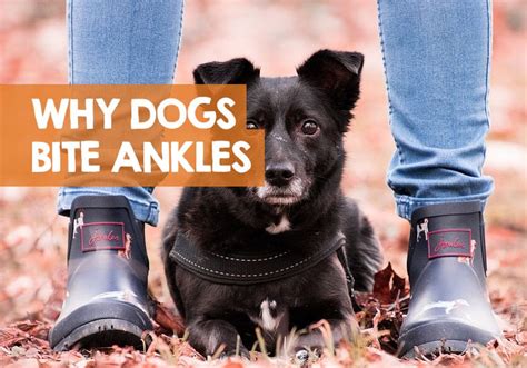 All puppies explore their world with their mouths. Stop Puppy Biting Ankles Feet - Puppy And Pets