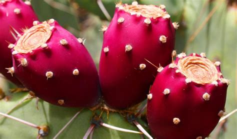 How The Spanish Influenced Sicilian Cuisine Prickly Pear Cactus