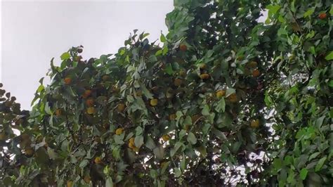 The Wild Jack Fruit Of Kerala Anikkavila Anjili Chakka Artocarpus