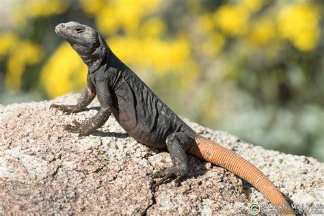 Carrot Tail Chuckwalla