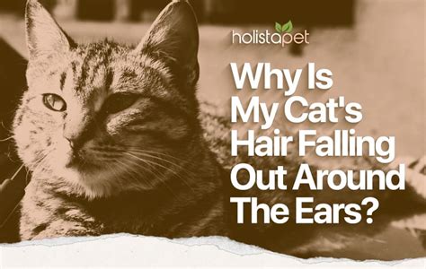 Cat Losing Hair On Ears 6 Reasons Your Felines Fur Is Falling Out