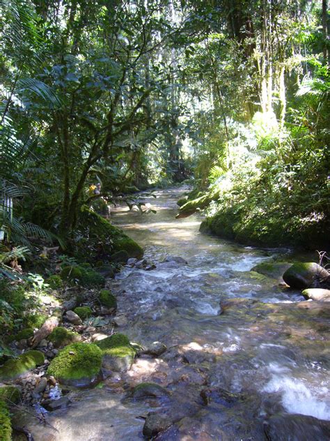 But what begins as the adventure of a lifetime quickly becomes a struggle for survival when they get lost in the wilds of the amazonian jungle. Jungle Survival - BudiTrek - Jungle and Toraja Trekking on ...