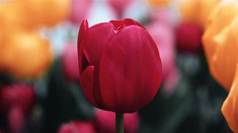 Download Wallpaper 3840x2160 Tulip Flower Red Macro Bloom Plant 4k