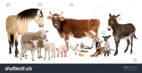 Stock Photo Group Of Farm Animals Cow Sheep Horse Donkey Chicken Lamb