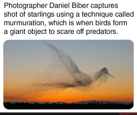 Photographer Daniel Biber Captures Shot Of Starlings Using A Technique