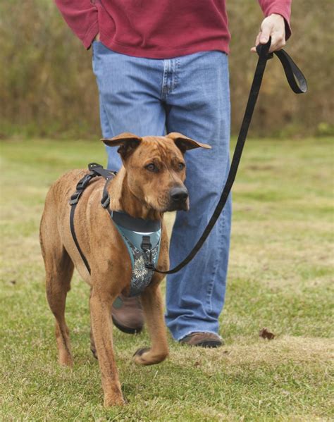Kurgo Dog Harness With Quick Release Buckles