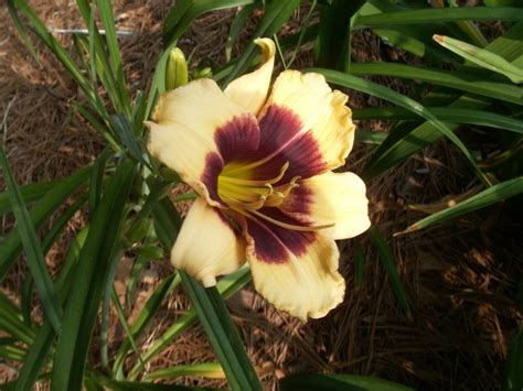 Daylily Hemerocallis Pirate From Paris In The Daylilies Database Garden Org